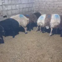 فروش بره نر پرواری