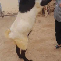 نر بز یک سال|حیوانات مزرعه|خنداب, |دیوار