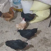 مرغ و خروس|حیوانات مزرعه|محمدشهر, محمدشهر|دیوار