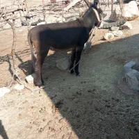 الاغ ماده|حیوانات مزرعه|ویسیان, |دیوار