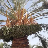 خریدار 1عدد درخت مضافتی درشت