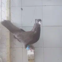۷تاگرقتنی|پرنده|شیراز, دارالرحمه|دیوار