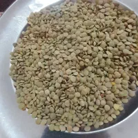 عدس امسال بیجاری شده