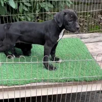 توله پیتبول مشکی و خاکستری|سگ|رشت, حومه رشت|دیوار