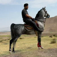 اسب کرد|اسب و تجهیزات اسب‌سواری|مرند, |دیوار