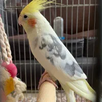 عروس هلندی سالم سر حال
