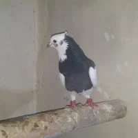 فروش کبوتر ماده طوقی مشکی کاکلی