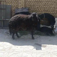 قوچ هترو