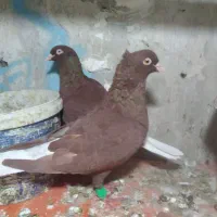 کفتر