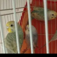 دو جفت مرغ عشق بادوتا جوجه .و یک جفت نر خاص|پرنده|تهران, والفجر (افسریه)|دیوار