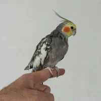 عروس هلندی
