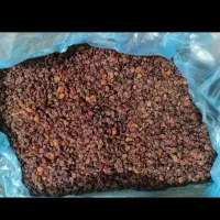 کشمش پلویی، آفتابی