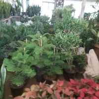 فروشنده خانوم برای بازار گل