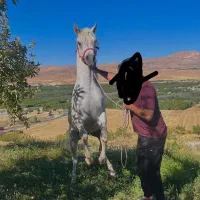 اسب عرب