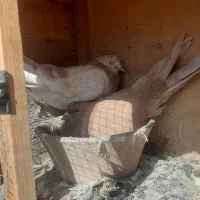 کفتر نروماده زردی