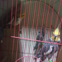 عروس هلندی برزیلی پروتلت