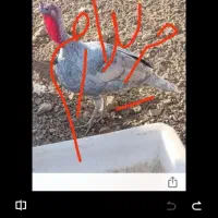 هشدرخان هشدرخان هشدرخان