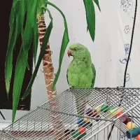 طوطی ملنگو نر  سه ماهه|پرنده|اهواز, کوی پلیس|دیوار