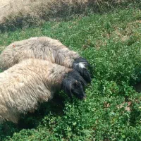 شیشک و میش داشتی