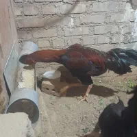 خروس لاری هشت ماه|حیوانات مزرعه|بوکان, |دیوار