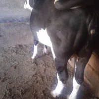 گاو سمینتال|حیوانات مزرعه|بیله سوار, |دیوار