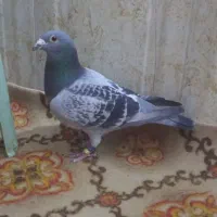 کبوتر پلاکی