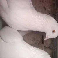 سه جفت پتی والا فروشی همراه یک جفت کمانگر