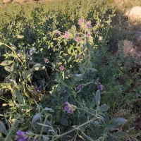یونجه درجه یک