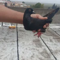 کفتر سیاه