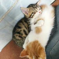 گربه|گربه|میبد, |دیوار