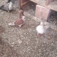 فروش کبوترپرشی