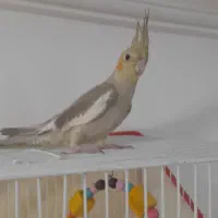 عروس هلندی|پرنده|میان جلگه, |دیوار