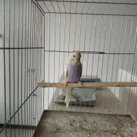 مرغ عشق|پرنده|فرخشهر, |دیوار