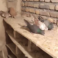 کبوتر پرشی|پرنده|خوی, |دیوار