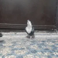 کبوتر رنگی کرباتی جفت فولادشهر|پرنده|لنجان, |دیوار