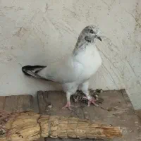 کبوتر فروشی