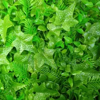 گرینوال ۵۰×۵۰|گل مصنوعی|شیراز, اصلاح‌نژاد|دیوار