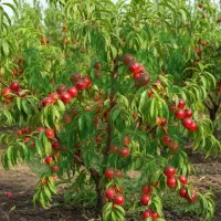 نهال شلیل خاص و شیرین و فوق‌العاده پرفروش