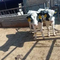 کارگر گاوداری