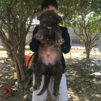 توله قدریجون اصیل|سگ|بندرعباس, |دیوار