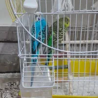 2عدد مرغ عشق نر وماده