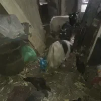 فروش بز و بزغاله برای قربانی و دامازلیق|حیوانات مزرعه|اهر, |دیوار