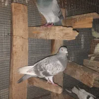 کفتر|پرنده|جم, |دیوار