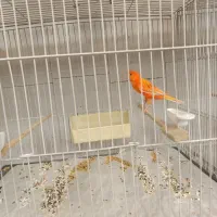 عرضه قناری نر و ماده و لوازم و ملزومات|پرنده|تهران, اسکندری|دیوار