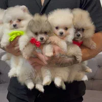 پامر خررسی سفید و پرتغالی|سگ|محمدشهر, همایون ویلا|دیوار