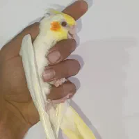 جوجه عروس