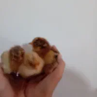 جوجه فروشی