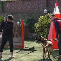 مربی سگ های خانواده و کار|خدمات آموزشی|گرگان, |دیوار