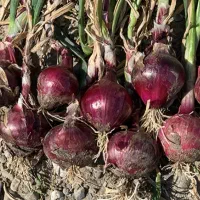 فروش بذر دستگیری قرمز مالبیک از شرکت مینروا|خدمات باغبانی و درختکاری|جیرفت, |دیوار
