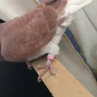 کفتر|پرنده|فولادشهر, A3|دیوار